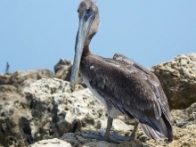 Imagen Aves